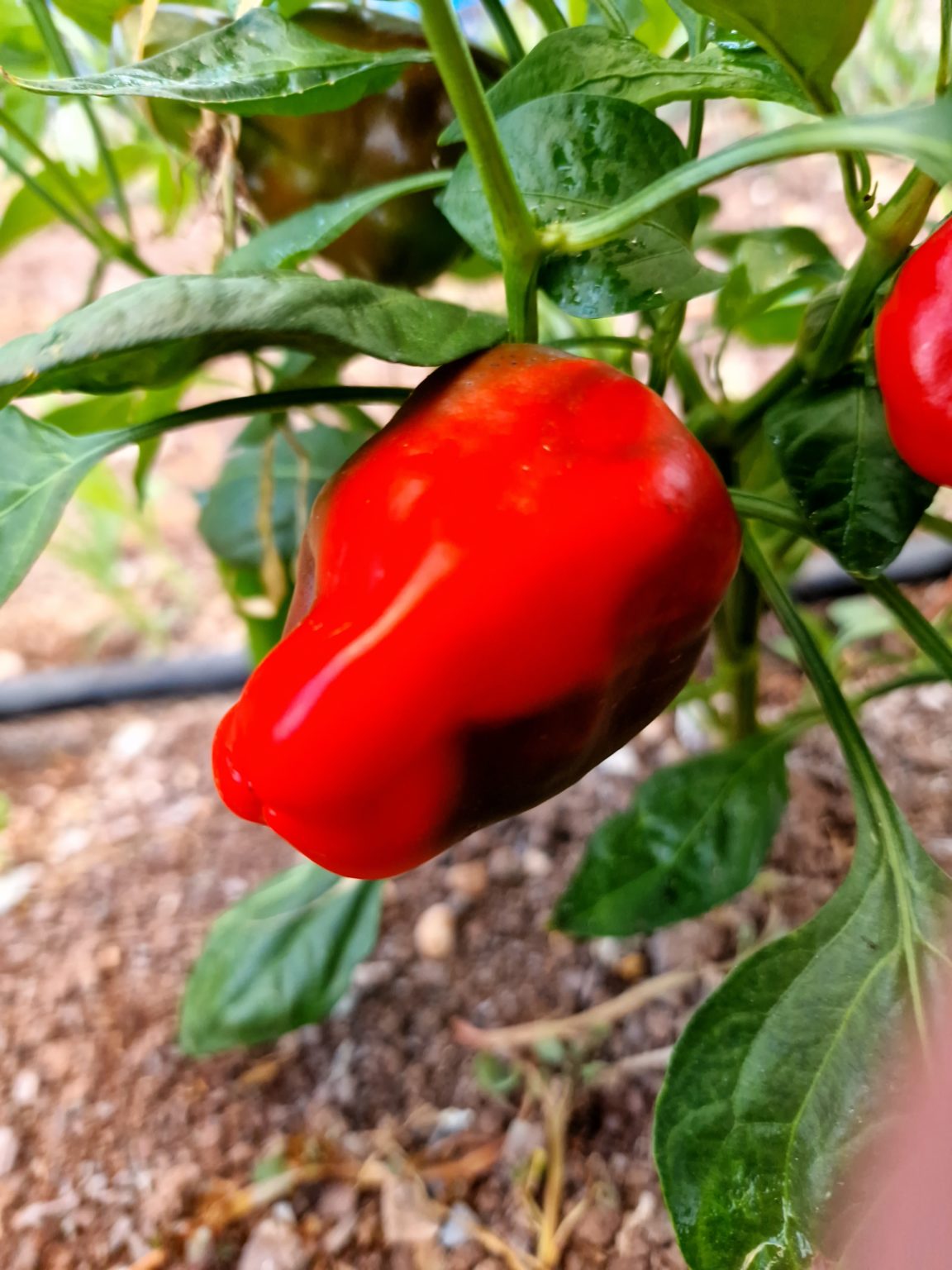 Leutschauer Paprika Chilli Seeds Paprika Pepper Seeds Red Dragon Seeds