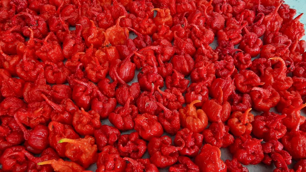 Carolina Reaper Chilli Seeds