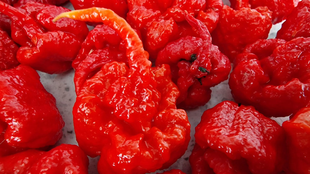 Carolina Reaper Chilli Seeds