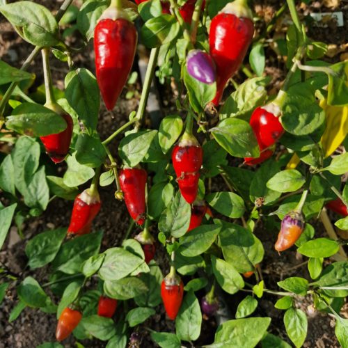 Aji de Jardin Chilli Seeds