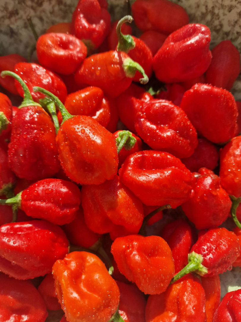 Ecuadorian Devil's Breath Chilli Seeds