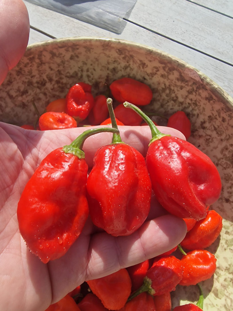 Ecuadorian Devil's Breath Chilli Seeds