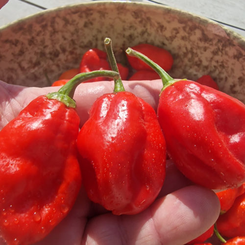 Ecuadorian Devil's Breath Chilli Seeds