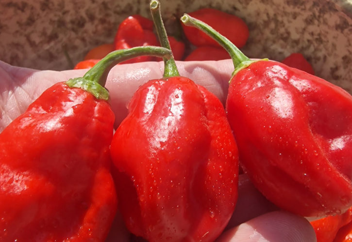 Ecuadorian Devil's Breath Chilli Seeds