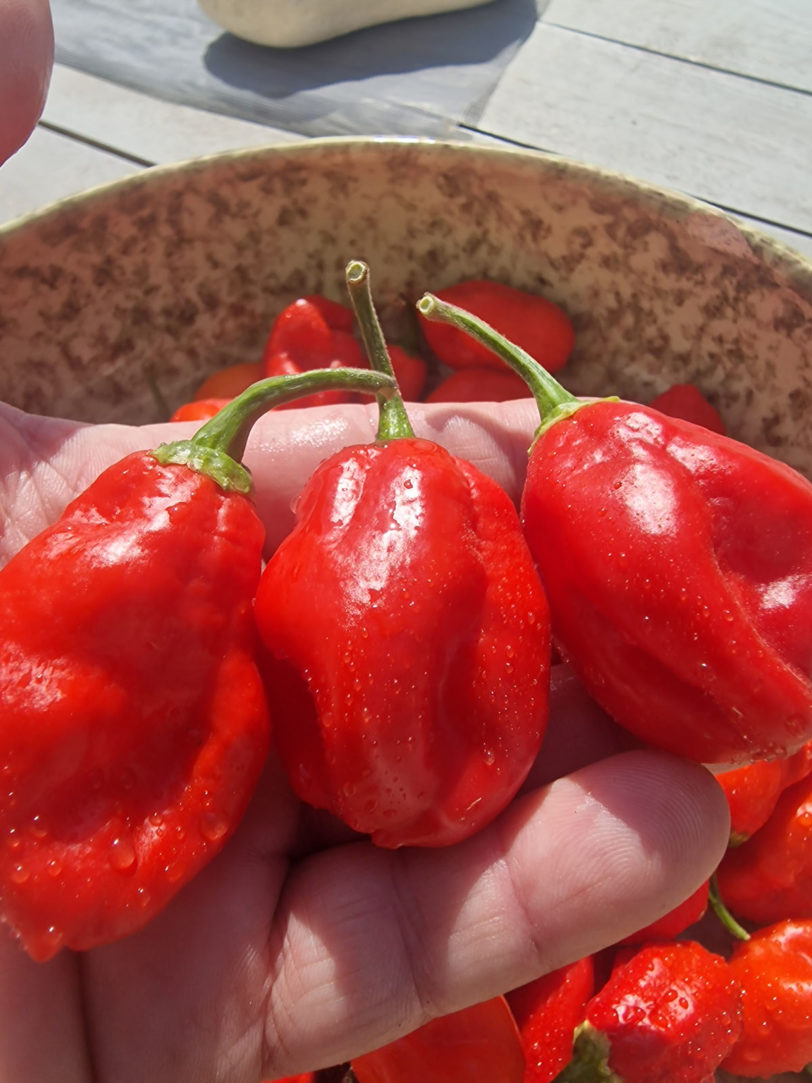 Ecuadorian Devil's Breath Chilli Seeds