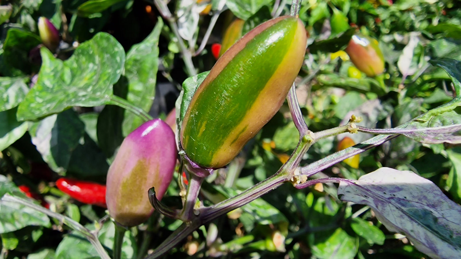 Jalapeno Tiger Chilli Pepper