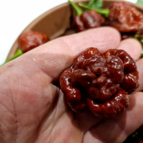 Trinidad Scorpion Moruga Chocolate Seeds