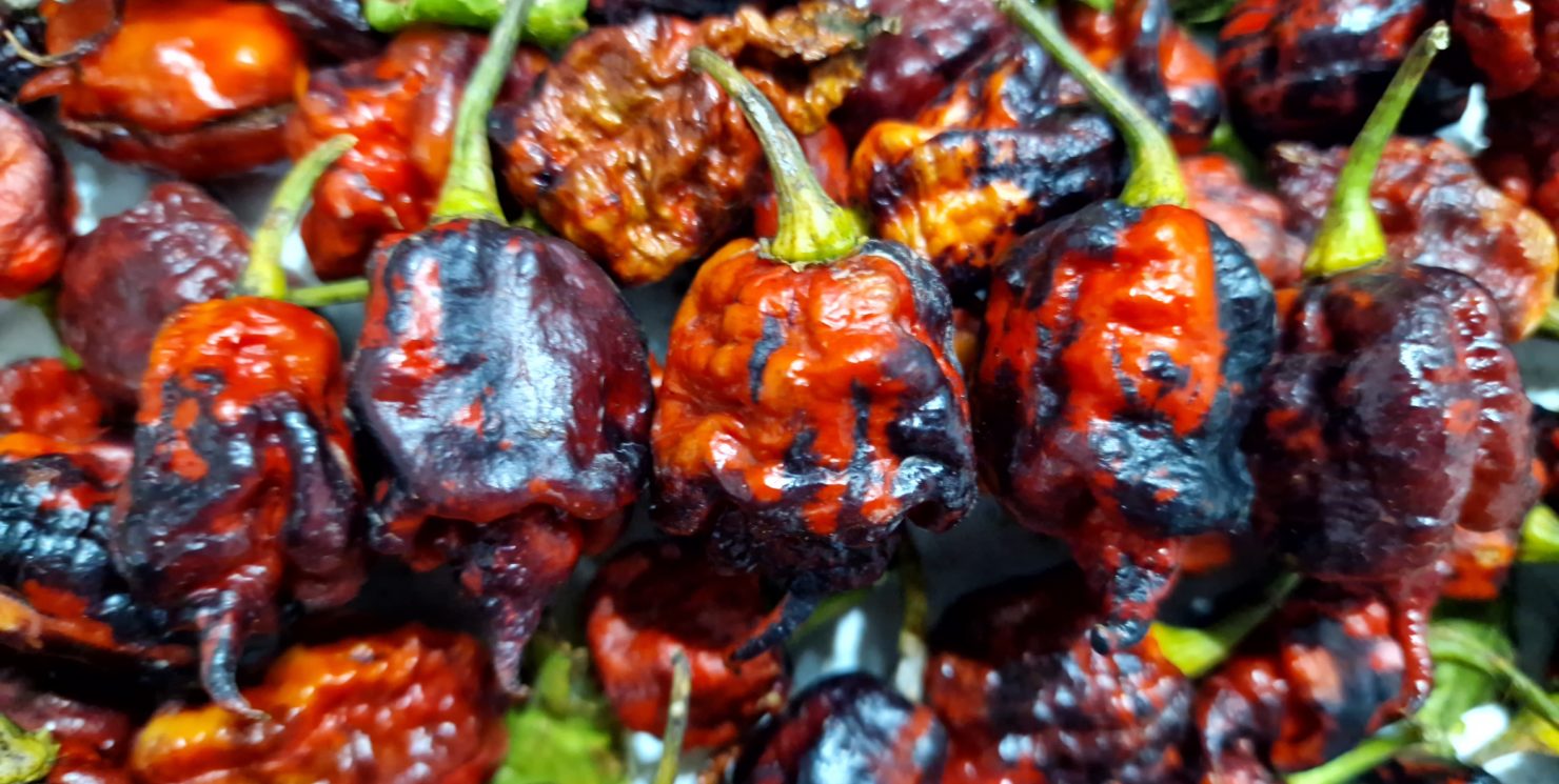 Purple Death Chilli Seeds