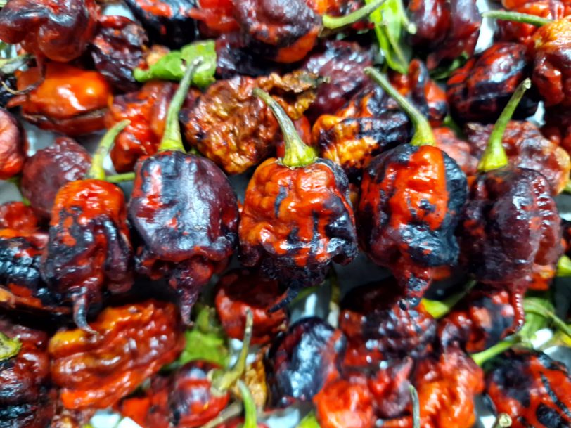 Purple Death Chilli Seeds