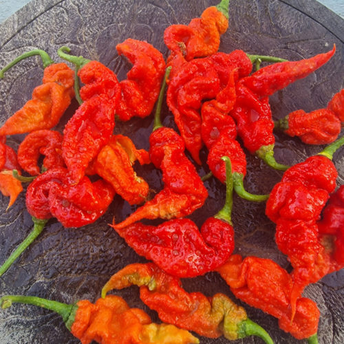 T Rex Red Chilli Seeds