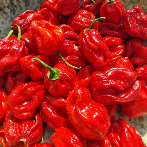 Scotch Bonnet Trinidad Red Chilli Seeds