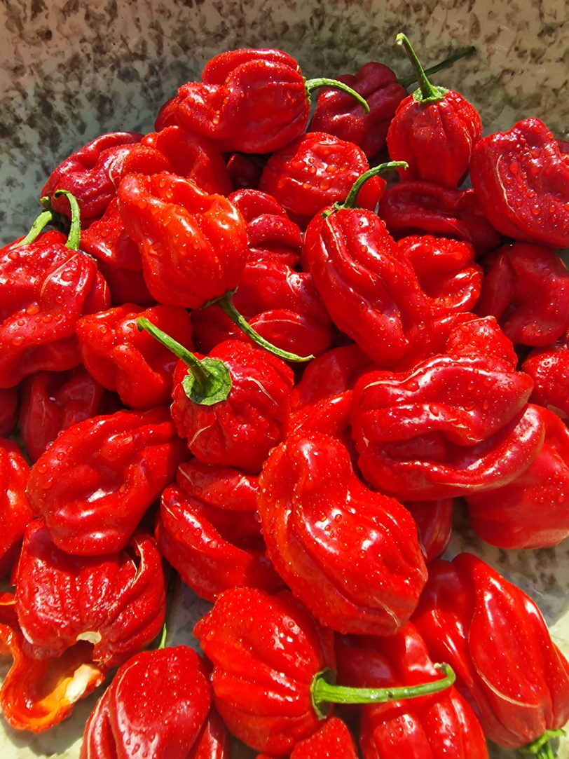 Scotch Bonnet Trinidad Red Chilli Seeds