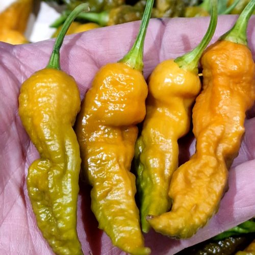 Bhut Jolokia Solid Gold Chilli Seeds