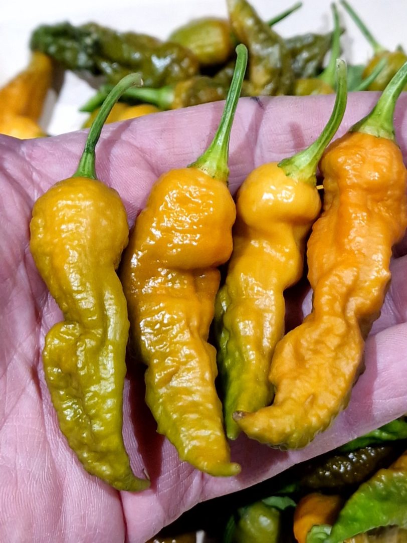 Bhut Jolokia Solid Gold Chilli Seeds