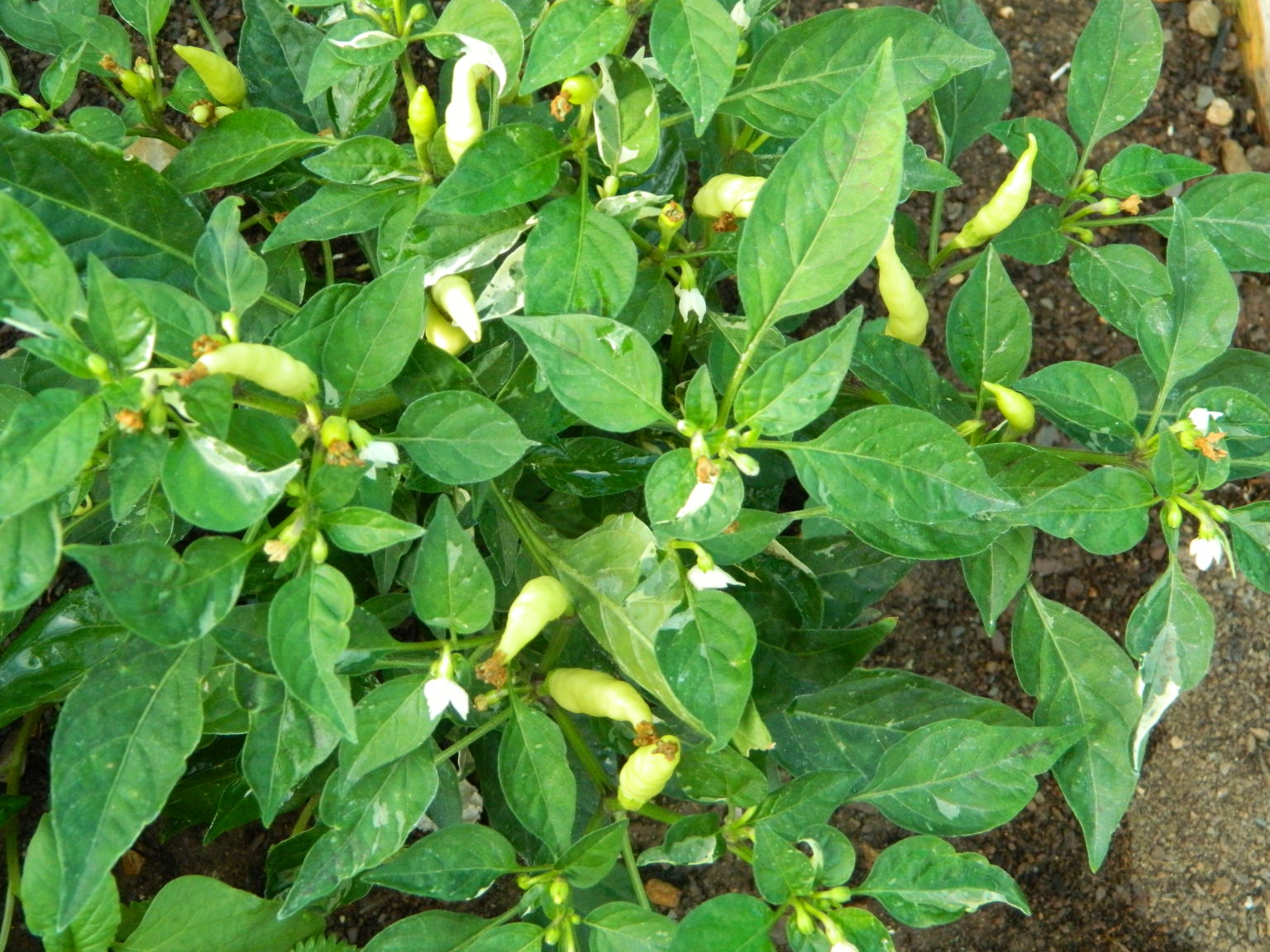 variegated-calcatta-pepper-chilli-seeds-variegated-calcatta-pepper