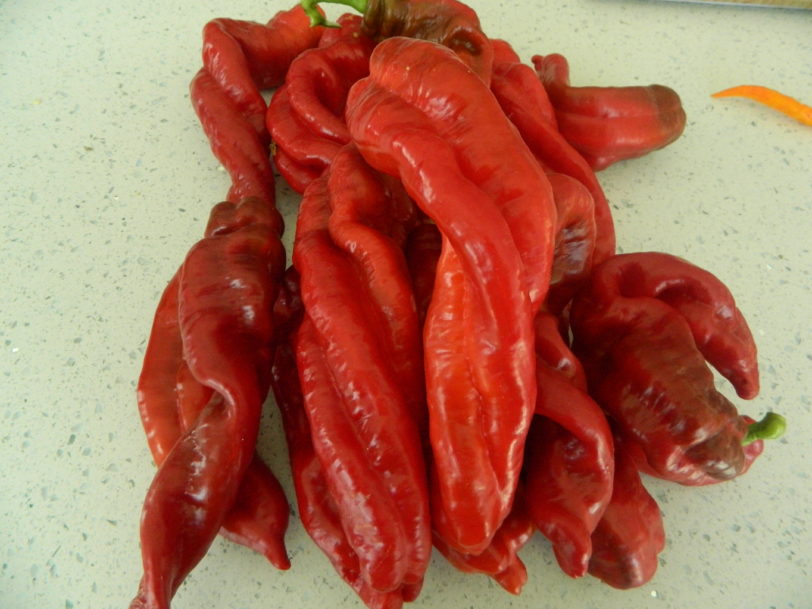 HJ9 Big Bang Space Chilli Seeds - Image 8