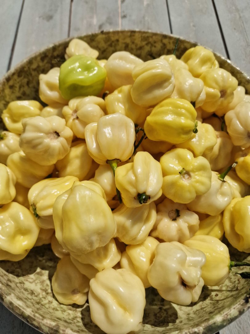 Habanero White Giant Chilli Seeds