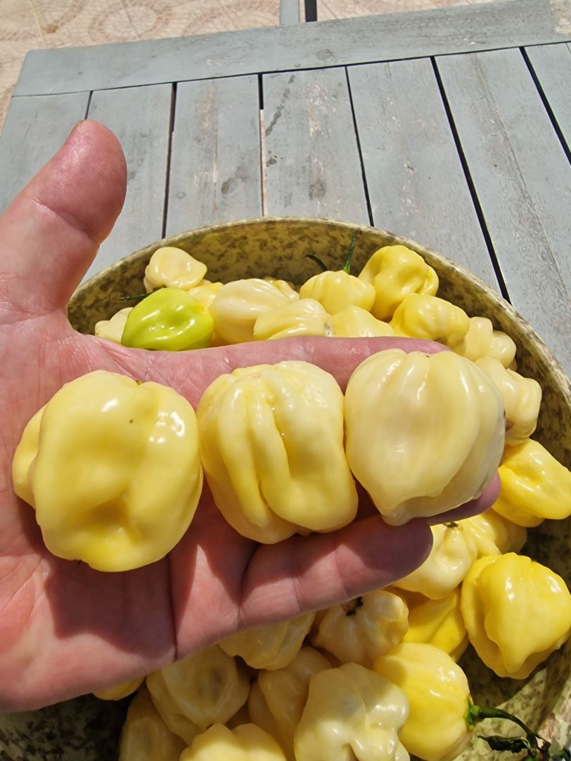 Habanero White Giant Chilli Seeds - Image 3