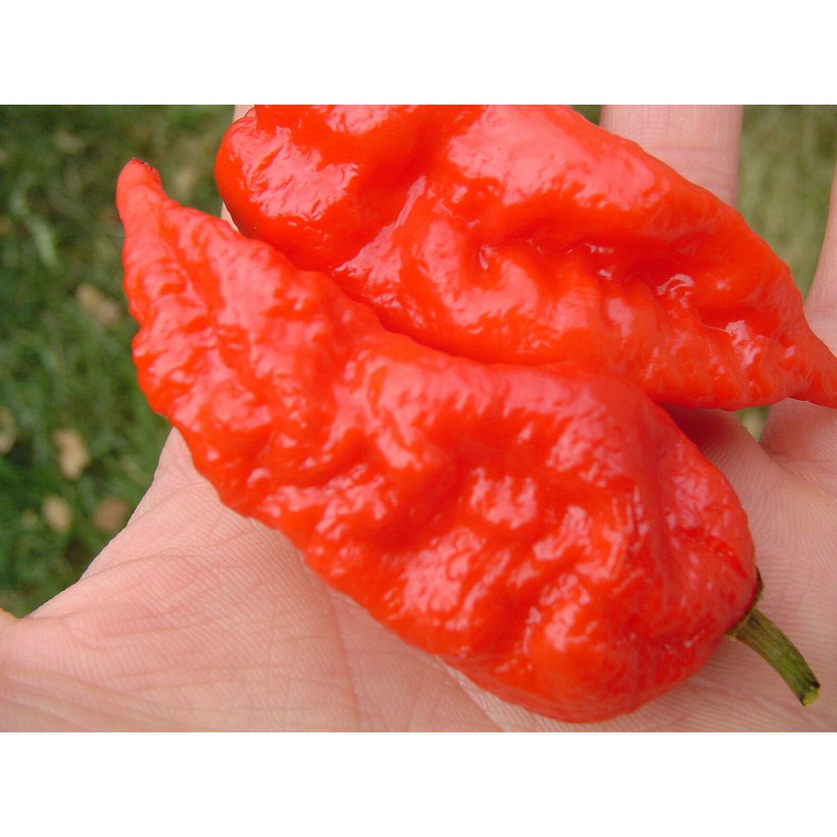 Bhut Jolokia