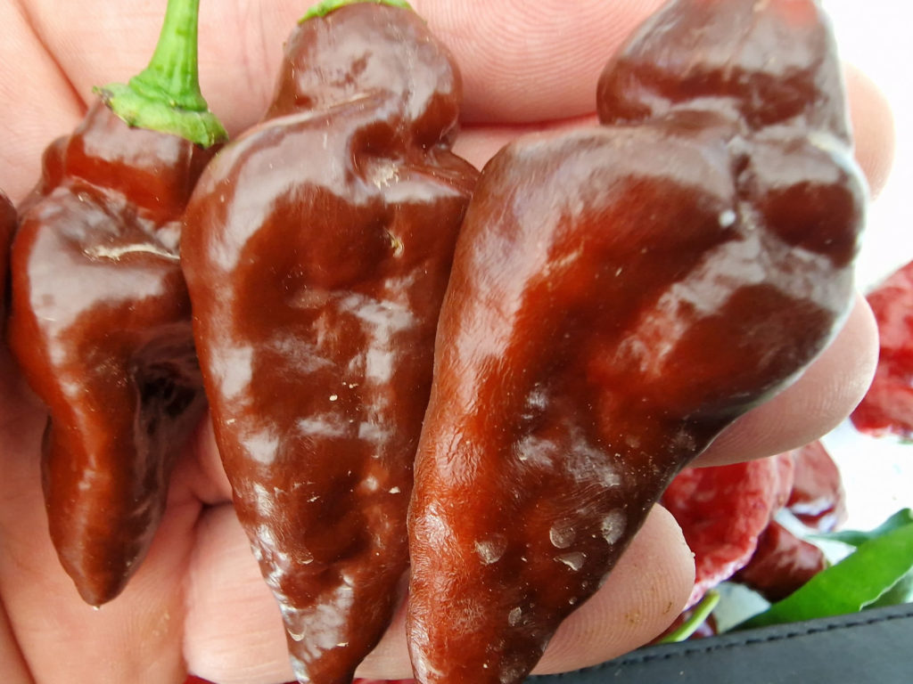 Devils Tongue Chocolate Chilli Seeds