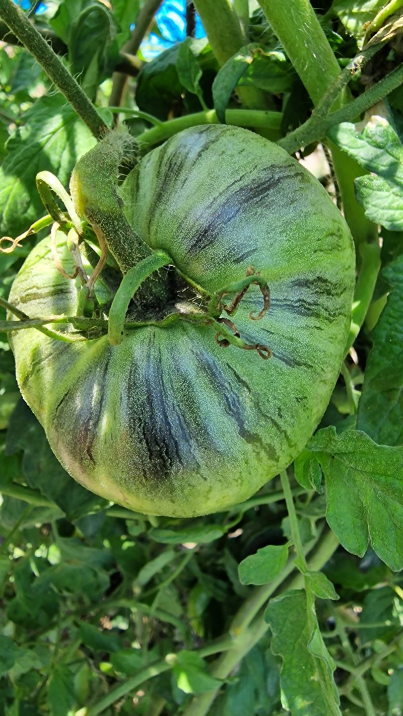 Rebel Starfighter Prime Tomato Seeds - Image 9