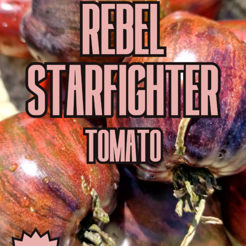 Rebel Starfighter Prime Tomato Seeds