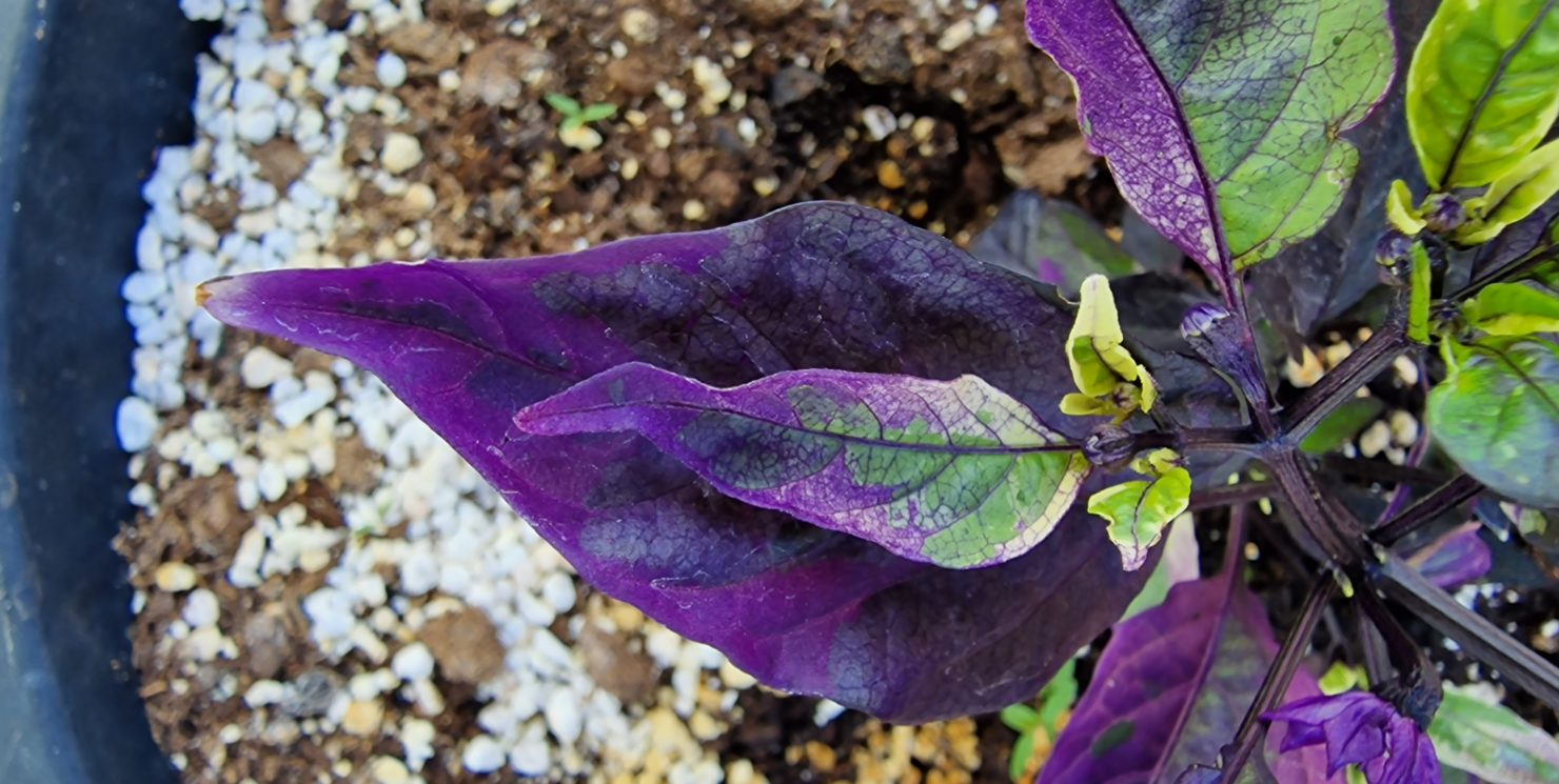 Purple Flash Pepper Seeds