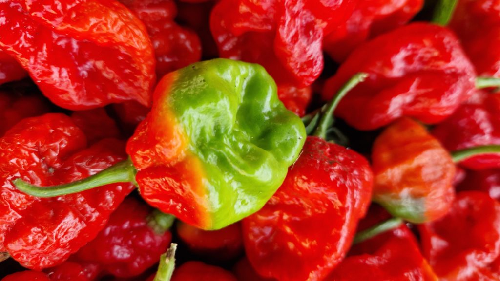 Armageddon Chilli Seeds - Armageddon Pepper Seeds