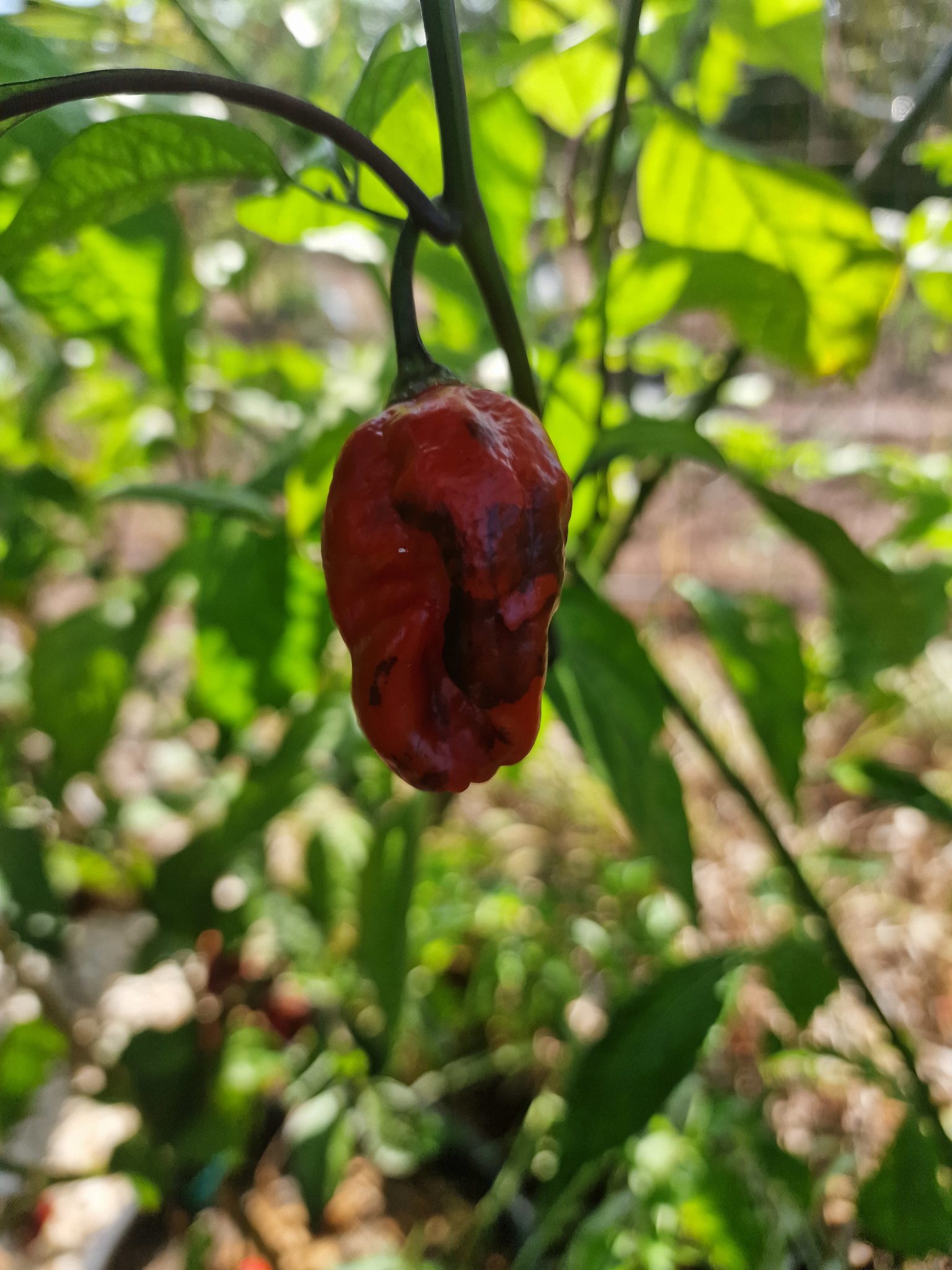 Maldivian Heart x Purple Bhut Chilli Seeds - Maldivian Heart x Purple ...