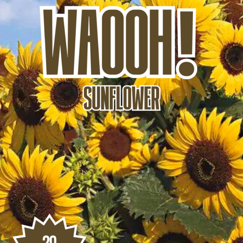 Sunflower Seeds for Planting - Giant Sunflower Seeds For Sale ...