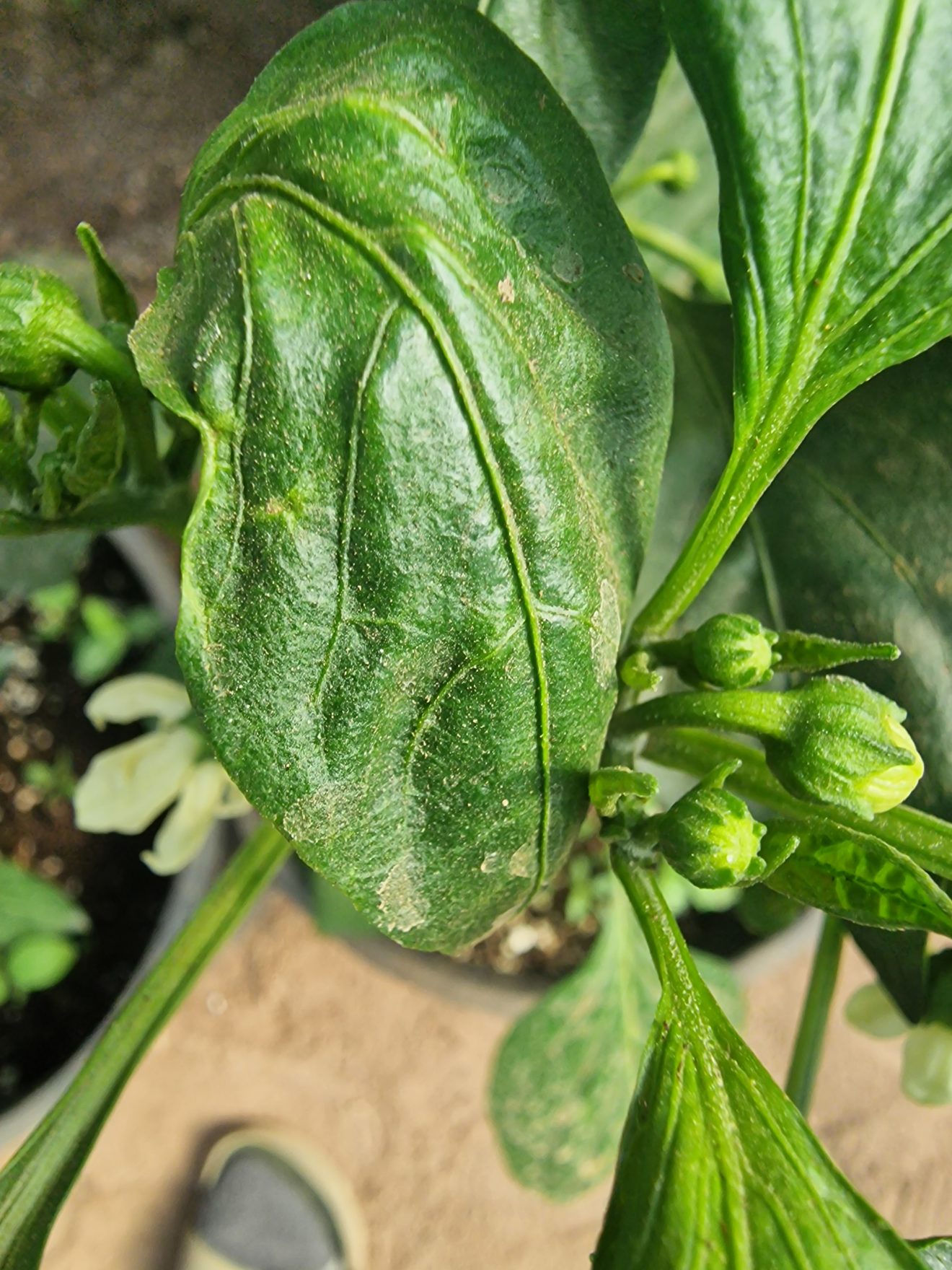 Broad Mites - Broadmites on Pepper And Chilli Plants - How to Treat and ...