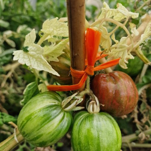 Moonlight Mile Variegated Tomato Seeds