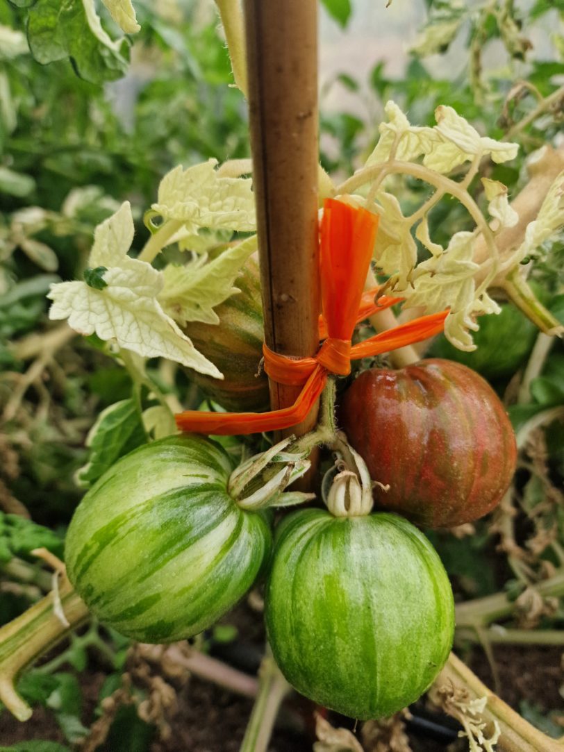 Moonlight Mile Variegated Tomato Seeds