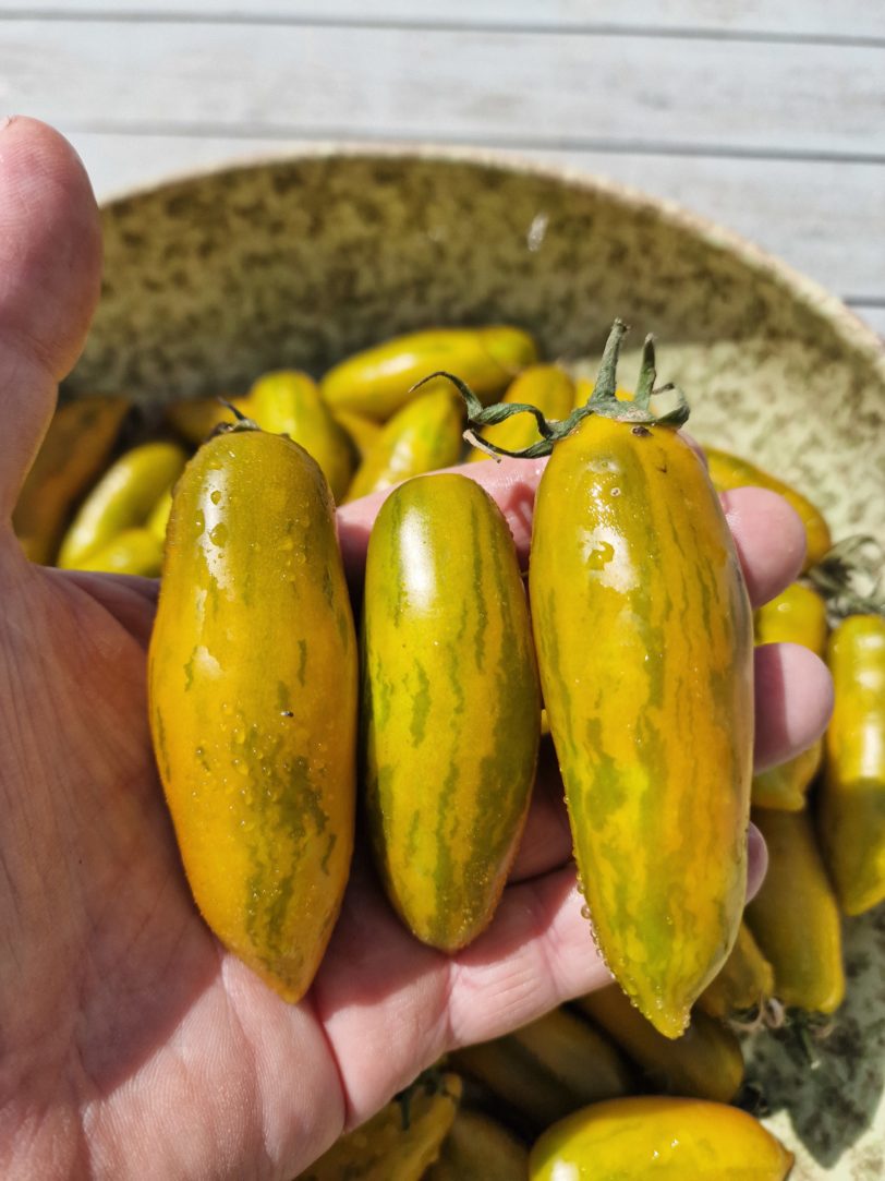 Banana Legs Tomato Seeds