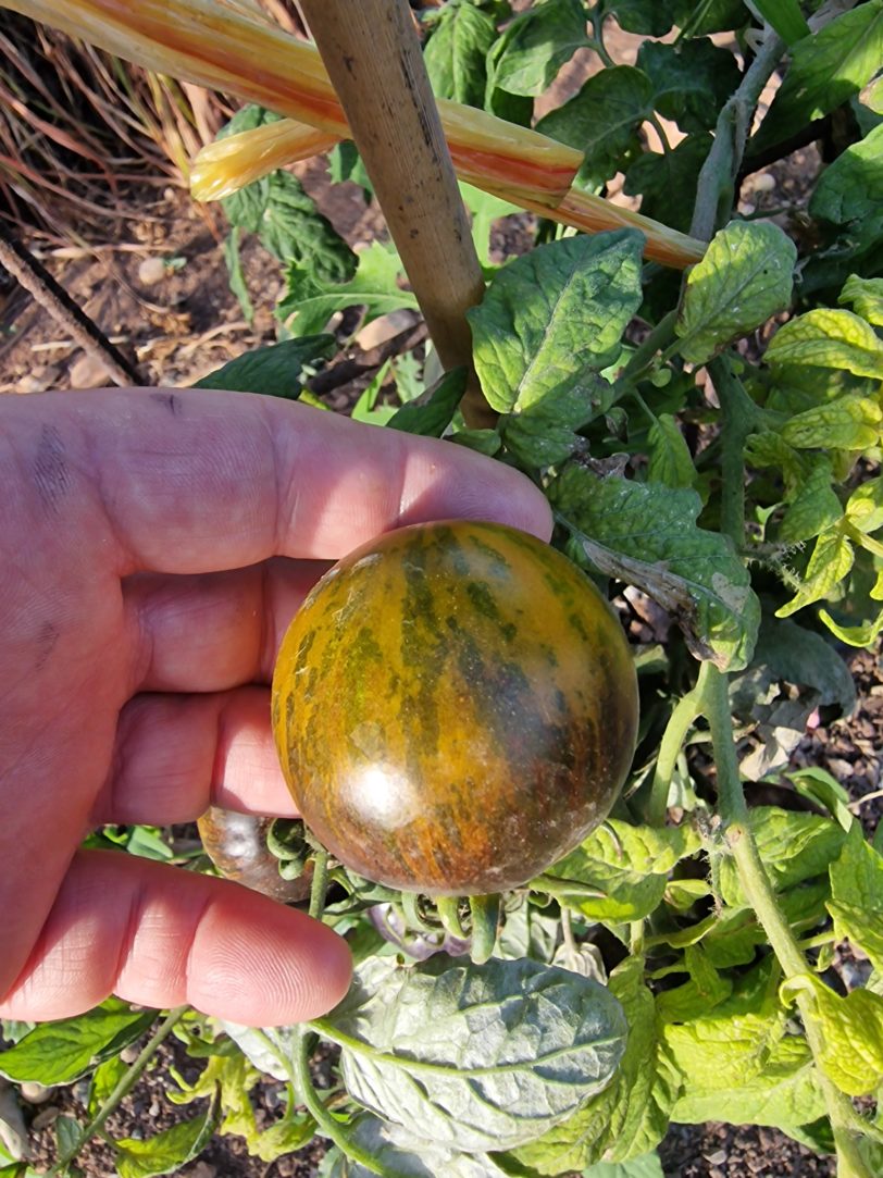 Kryptonite Tomato Seeds