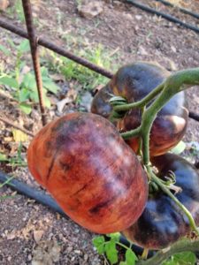 Amethyst Jewel Tomato Seeds