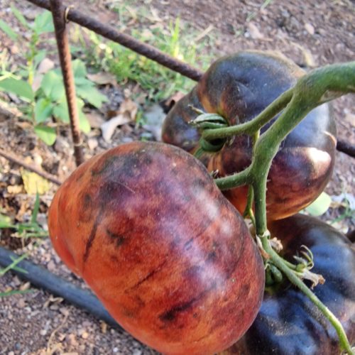 Amethyst Jewel Tomato Seeds