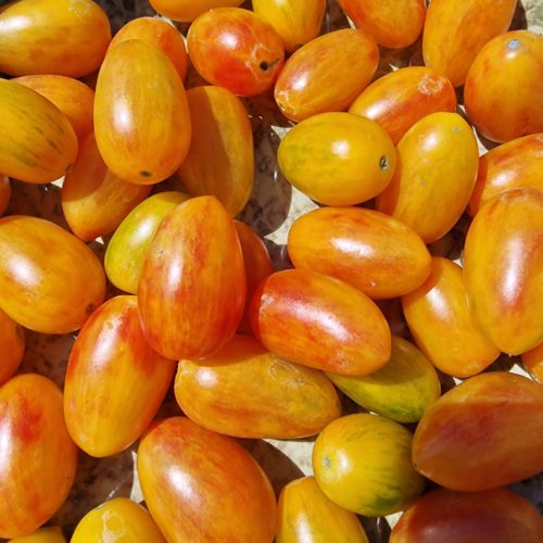 Artisan Blush Tiger Tomato Seeds