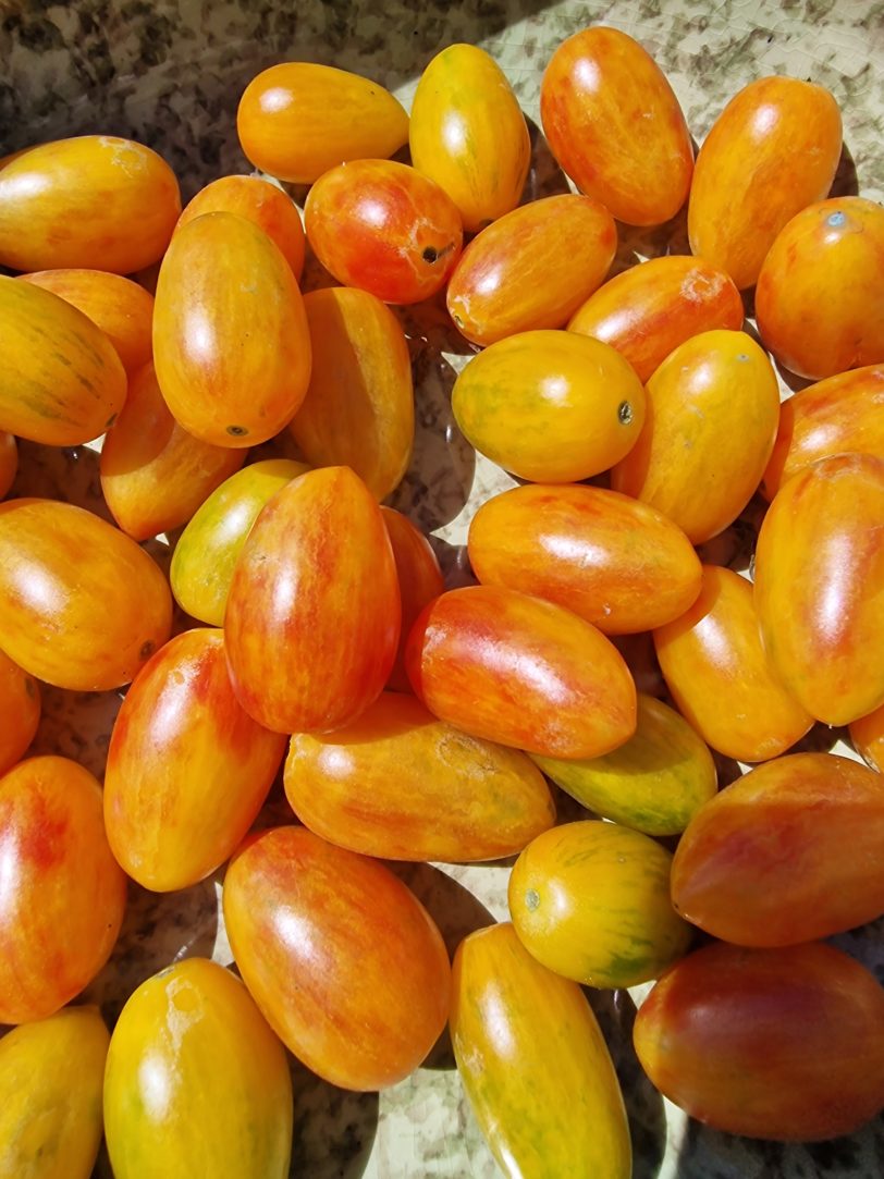 Artisan Blush Tiger Tomato Seeds