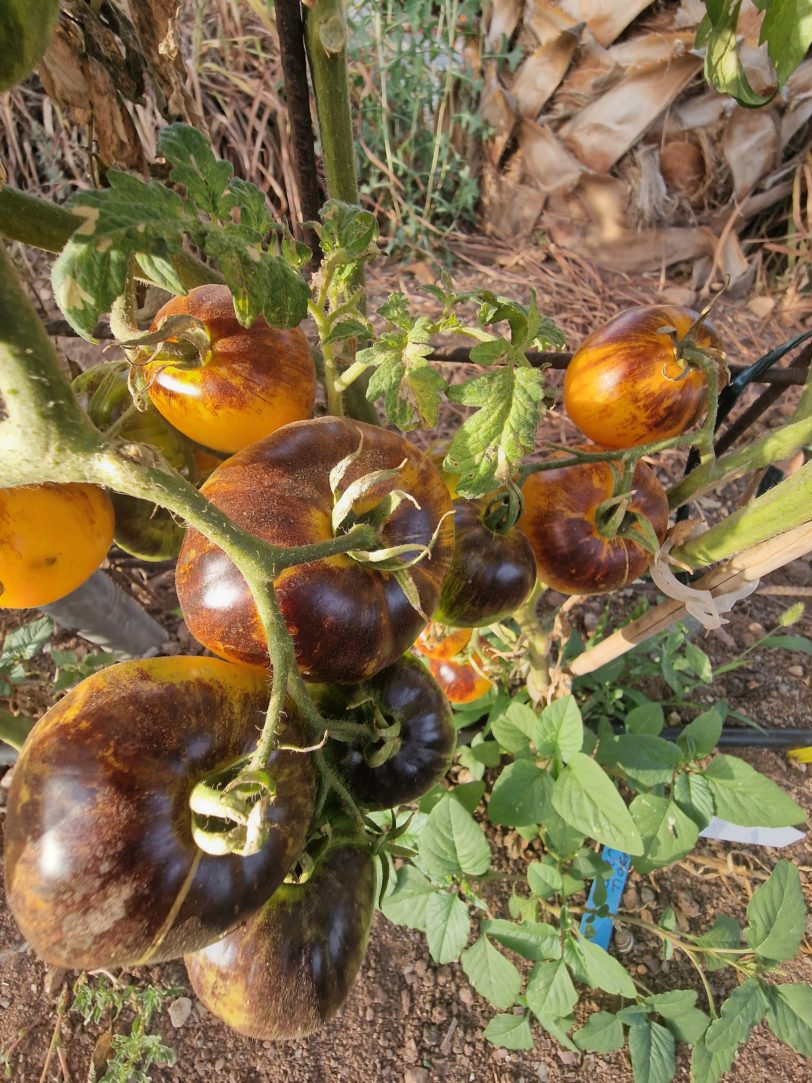 Ussuri Tiger Tomato Seeds - Image 3