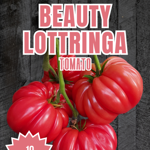 Beauty Lottringa Tomato Seeds