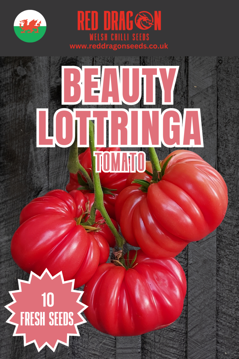 Beauty Lottringa Tomato Seeds