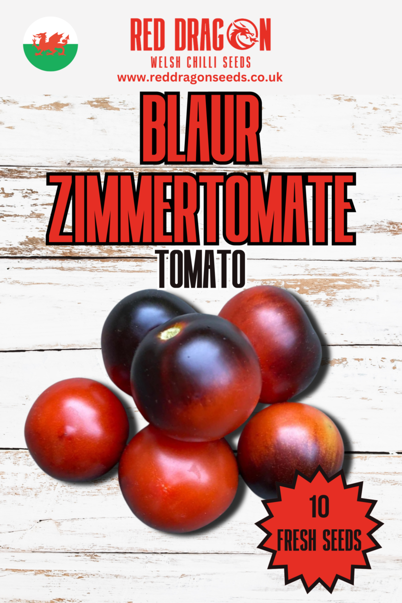 Blaue Zimmertomate Micro Dwarf Tomato Seeds