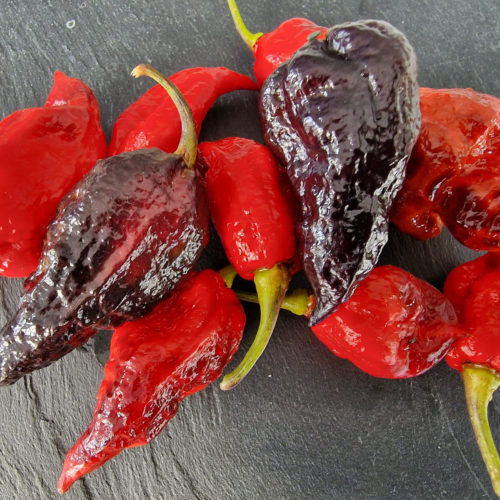 Fox Dark Naga Red Chilli Seeds