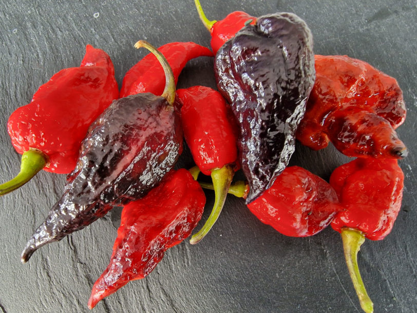 Fox Dark Naga Red Chilli Seeds