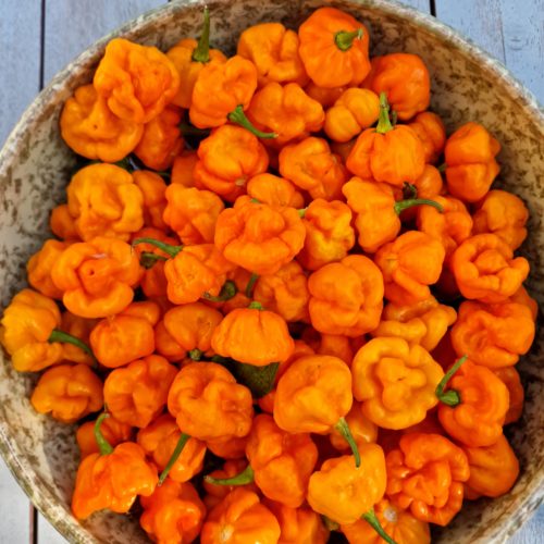 Scotch Bonnet MOA Yellow Chilli Seeds