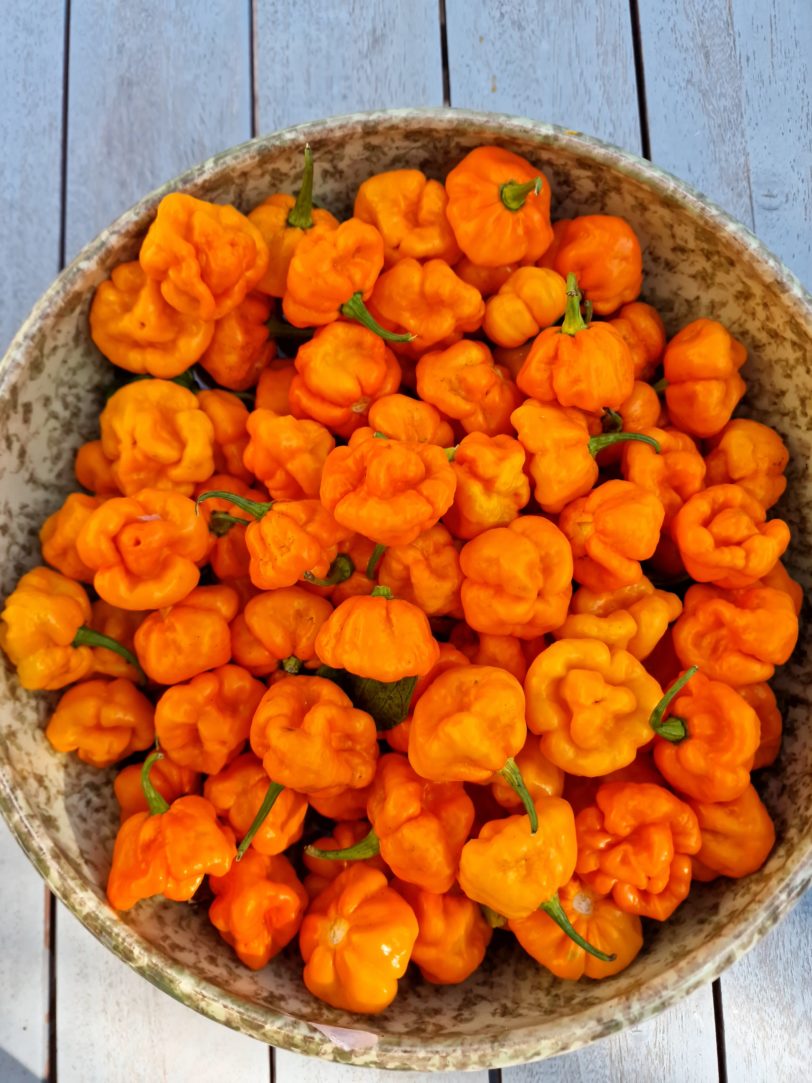 Scotch Bonnet MOA Yellow Chilli Seeds