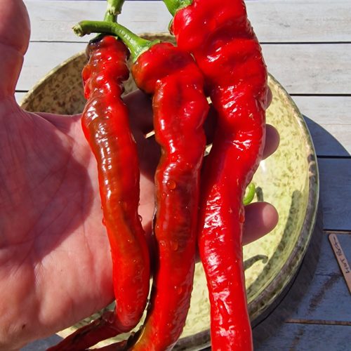 Hot Portugal Chilli Seeds