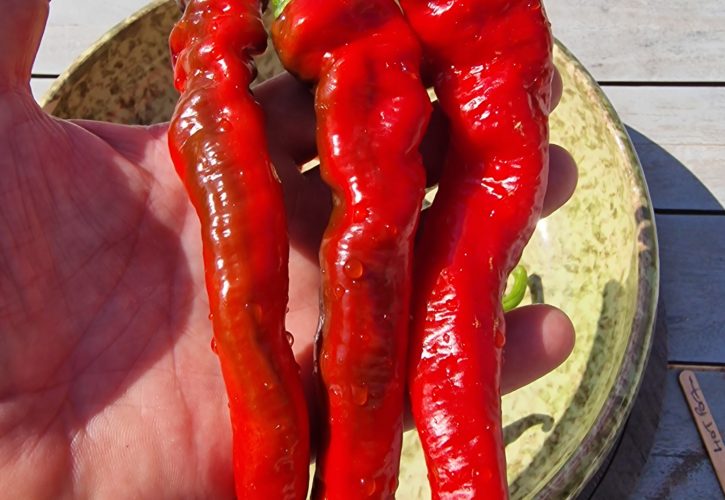 Hot Portugal Chilli Seeds