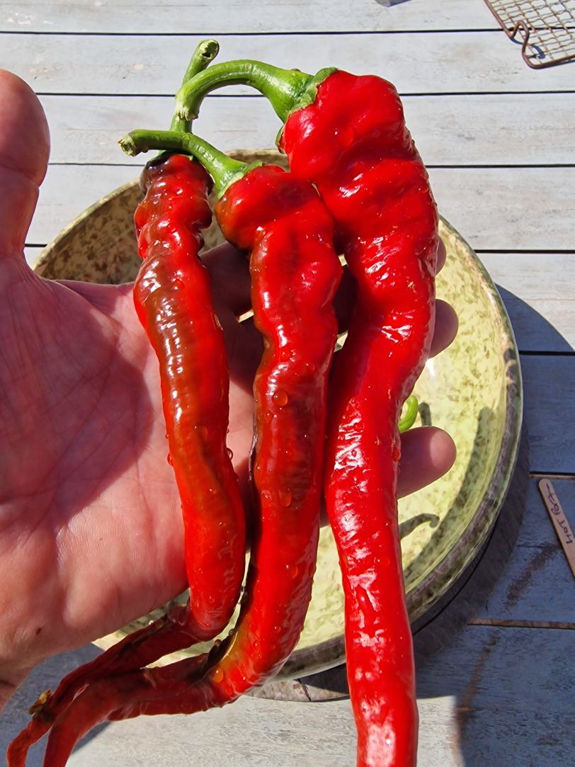 Hot Portugal Chilli Seeds